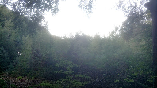 Google Photo