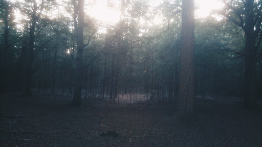 Google Photo