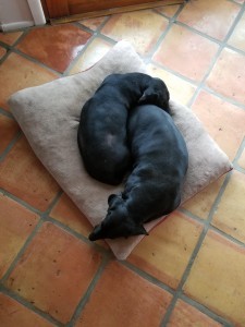 Diana's dogs napping on a pillow.