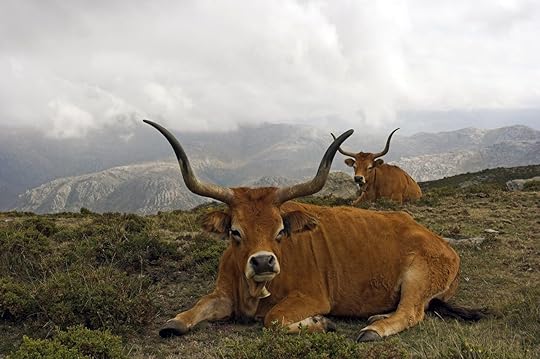 Portuguese mountain semi-wild cattle in a high mountain