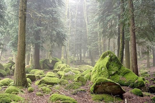 Rocks covered by green moss in the Peneda geres National Park forest, north of Portugal
