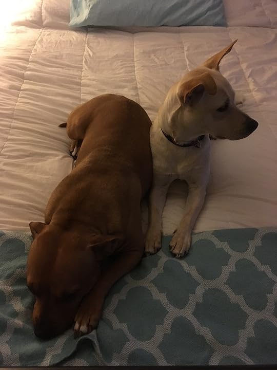 Sleepy brown dog awake white dog