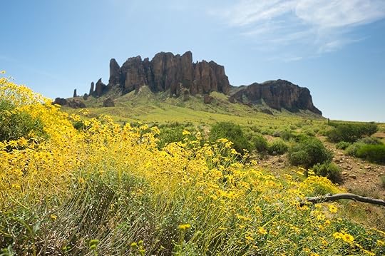 Yellow wildflowers bloom in the front of Superstition Mountains desert