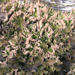 Peltigera britannica, dog pelt lichen.