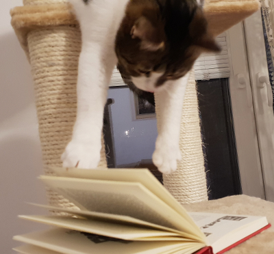 cats who read