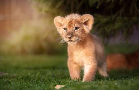 Image result for animals