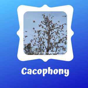 cacophony