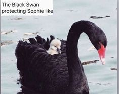 Image result for black swan protecting sophie like