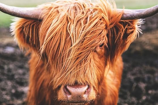 Highland Cow Cattle in Scotland