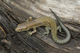 common_lizard-00142