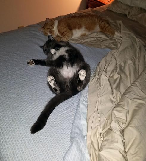 kitties-inna-bed