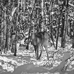 White-tailed deer