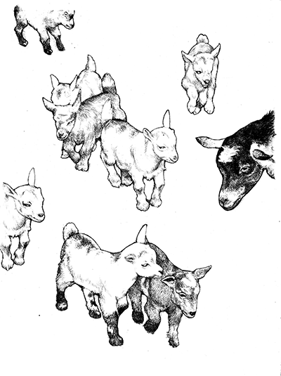 babygoatline-1