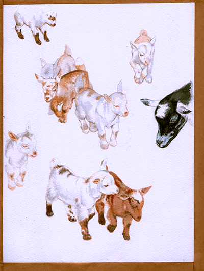 babygoatcolor