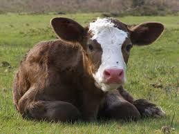 Image result for pet calf