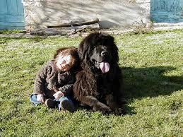 cute five year old girl with newfoundland