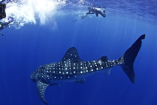 A huge whale shark turns towards his admirers in Utila Honduras