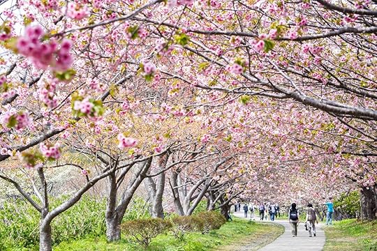 spring sakura cherry blossoms at Matsumae Castle in Hokkaido