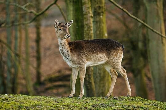 Female Deer in a beautiful forest in Denmark