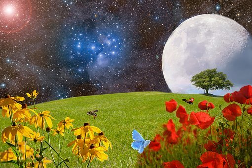 meadow-2401931__340.jpg