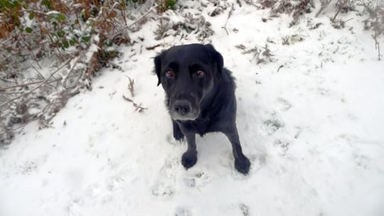 Tilly in the snow