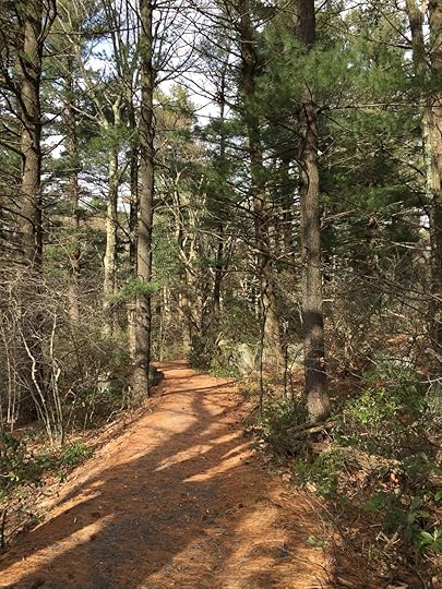 Tisha Bender - Enchanted Environments - Woods