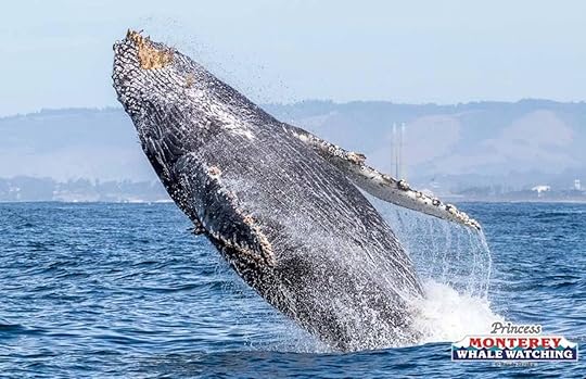 Princess Monterey Whale Watching