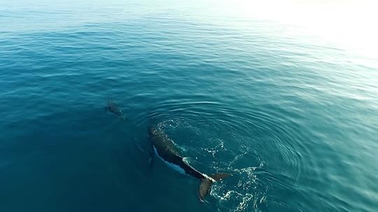 Humpback whales in the water around Turtle Bay Resort