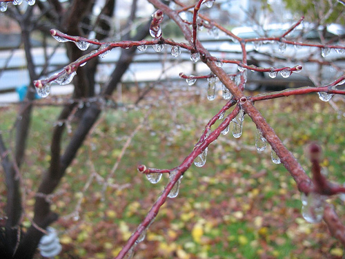 Icy Red Maple 1