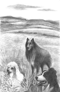 POD-the three dogs-blog size