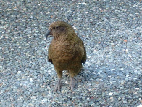 The Cheeky Kea