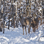 White-tailed deer