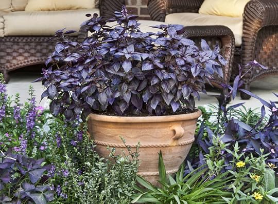 Purple Basil