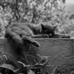 Photo of cat on wall