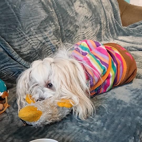 My sweet author assistant Petal has got her favourite goose toy in her mouth after squeaking it, while I sit in my office typing up a first draft of a new novel. (Yes, I write and edit by hand. I find it is more connected to my inner voice and creativity.) I am so glad Petal is feeling good again!<br /><br />#petalrainfield #chinesecrested #hairyhairless #dogstagram #ilovemydog #ilovemychinesecresteddog #dogmom<br />#cherylrainfield #YAwriter #LGBTQwriter #booknerd #bookworm #ireadYA #survivor #feminist #YAlit #YAbooks