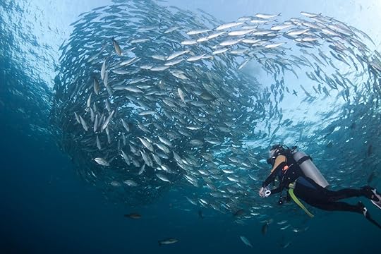 Diver watching a huge school of fish in Bali