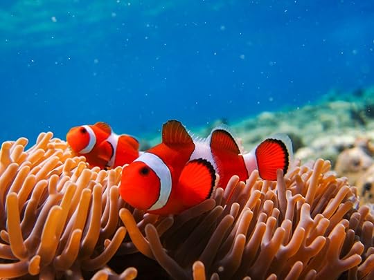 Anemone fish at underwater garden of Menjangan Island in Bali