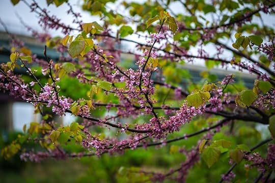 Cherry blossoms at Randall's Island