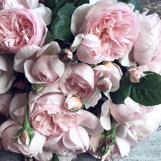 flowers, pink, and rose image