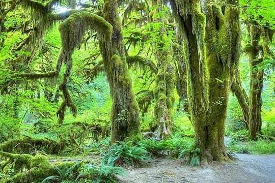 Hoh Rainforest, Washington