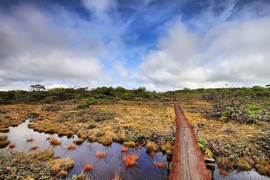 Alakai swamp trail in Kauai island, Hawaii