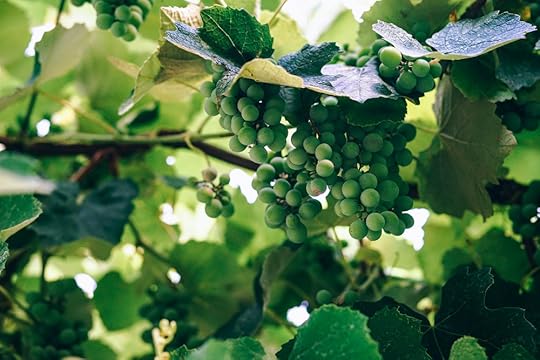 What is lurking in the vines… a fun mystery set in France.