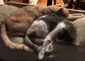 Two cats cuddling