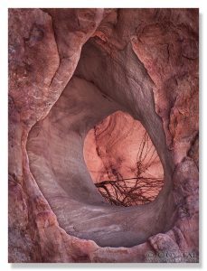In The Womb