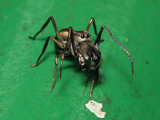 Myrmarachne magna male frontal 01.jpg