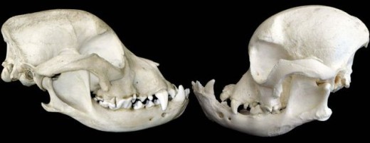 Il cranio del bulldog un secolo fa (a sinistra) e oggi (a destra)