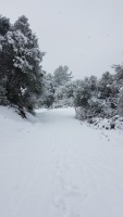 Snowy path