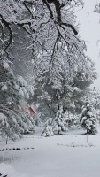 Snowy branch