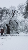 Icy tree