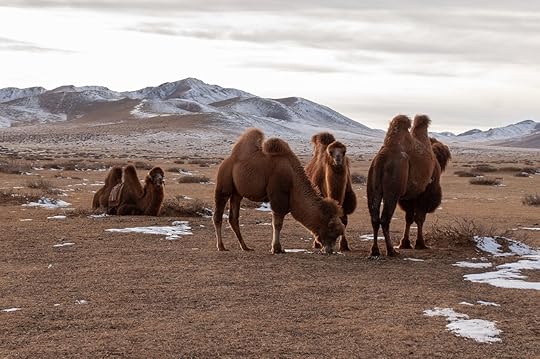 Camels in Mongolia